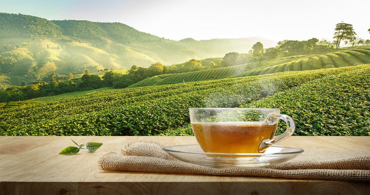 Cách pha trà Lão Phượng Hoàng 4