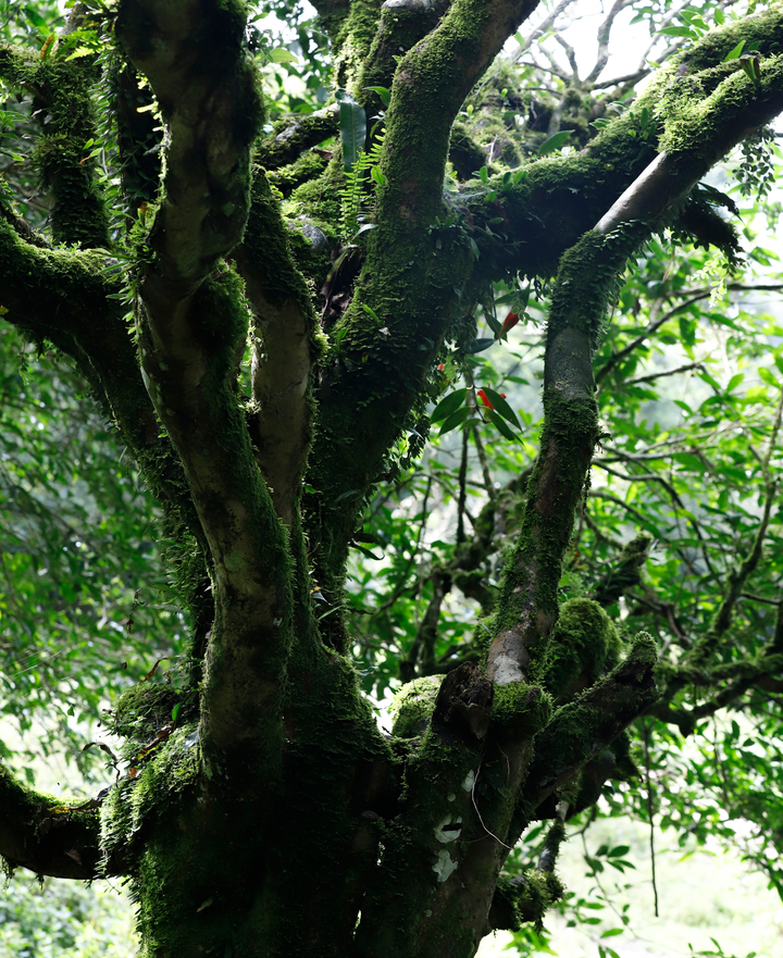 Trà Shan Tuyết là gì? 5 dấu hiệu nhận biết trà cổ thụ chuẩn | THÉVIA