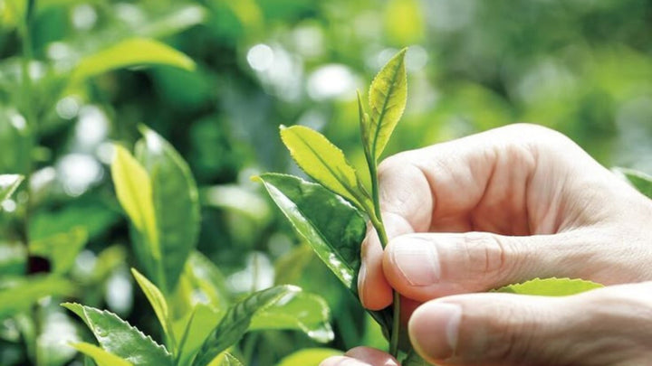 1 tôm 2 lá là gì? Bí mật phân loại phẩm cấp trà thượng hạng | THÉVIA