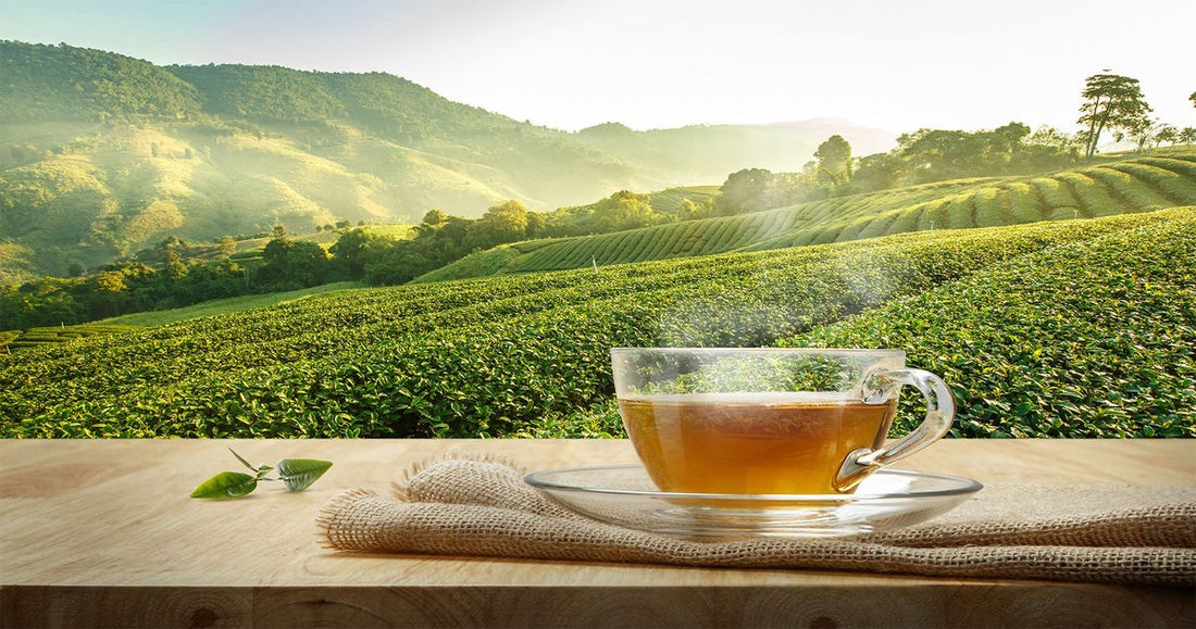 Cách pha trà Tuyết Mao Ngân Châm 4