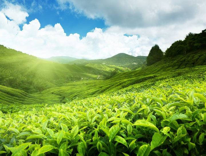 Cách pha trà Lão Phượng Hoàng 6